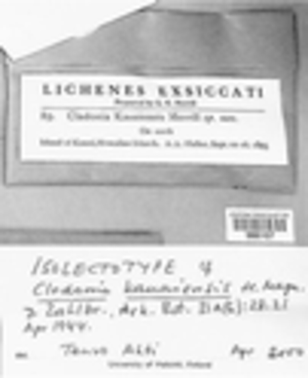Cladonia kauaiensis image